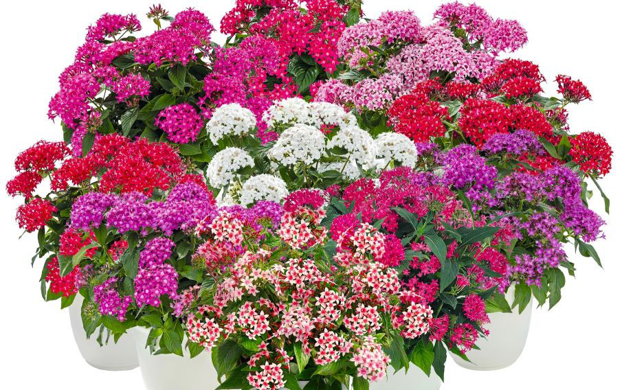 ペンタス F1　グラフィティ シリーズ<