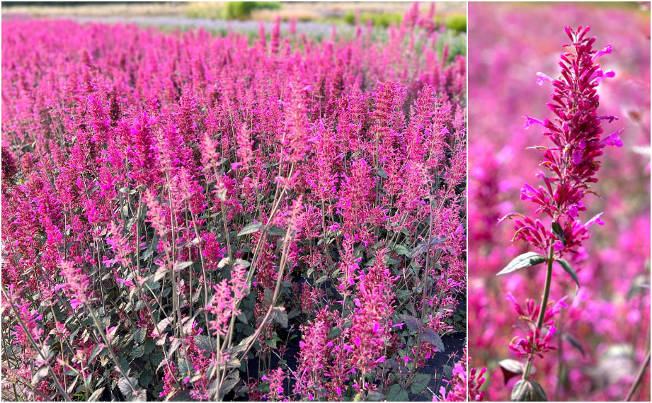 アガスターチェ　ズニ<