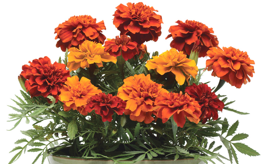 マリーゴールド フレンチ　ファイヤーボール<