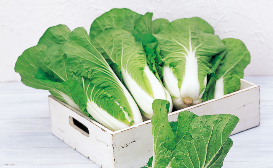 ハクサイ　タイニーシュシュ<