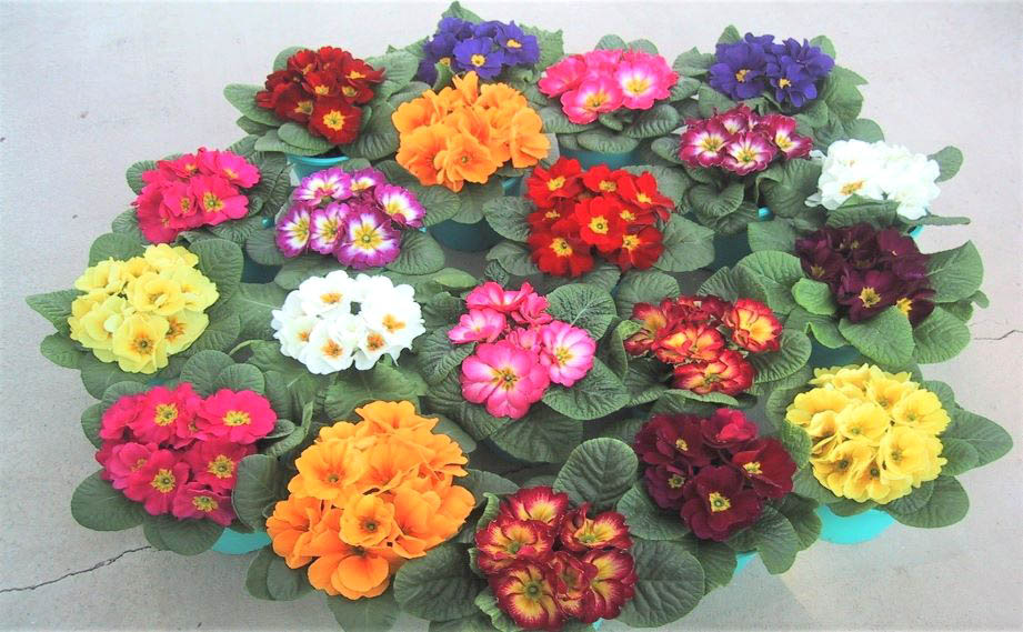 プリムラ ジュリアン　キャンディ シリーズ<