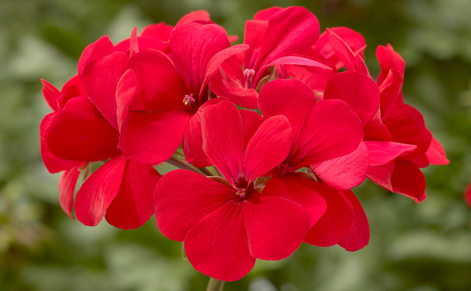 ゼラニウム　カリエンテ<