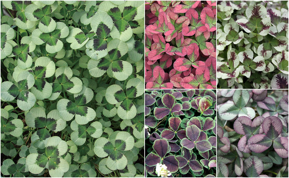 クローバー ティント<