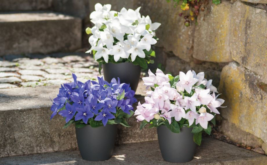 キキョウ　ポップスター シリーズ<