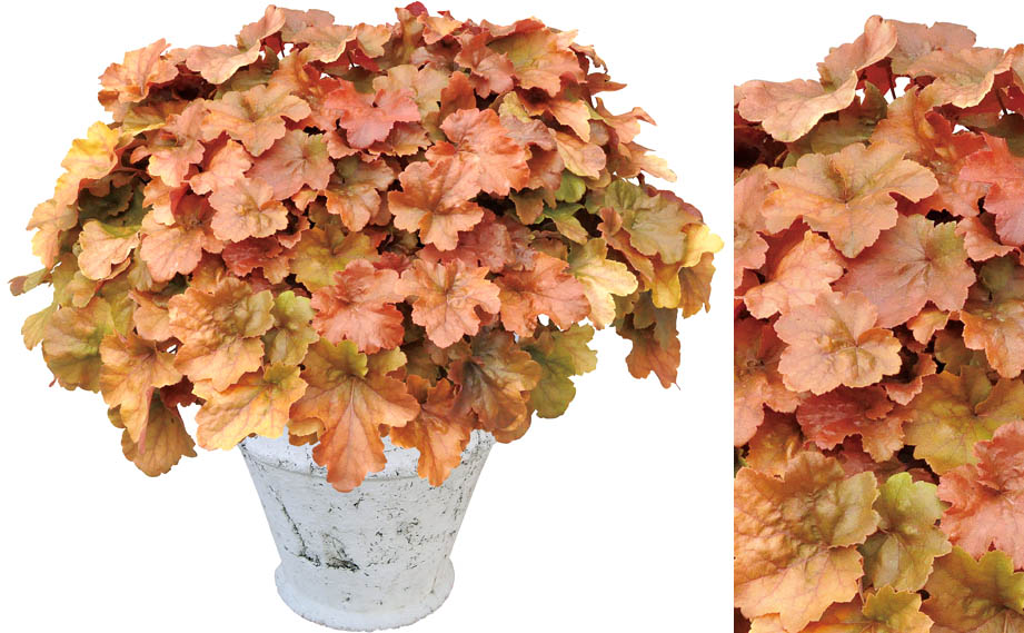 ヒューケラ　ドルチェ シリーズ<