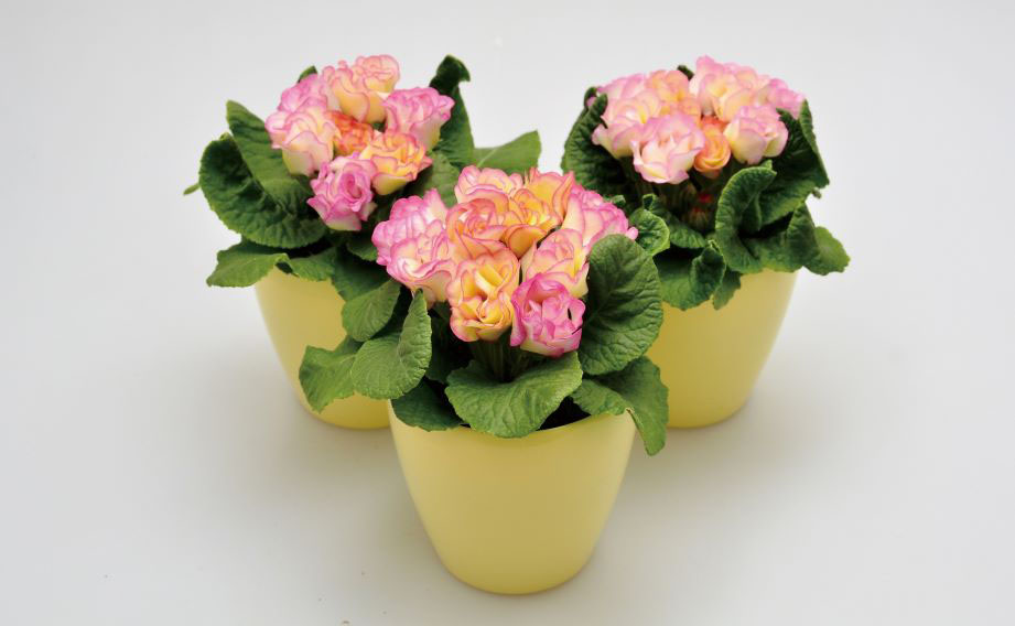 プリムラ ジュリアン　プレミアムジュリアン プリンアラモード<