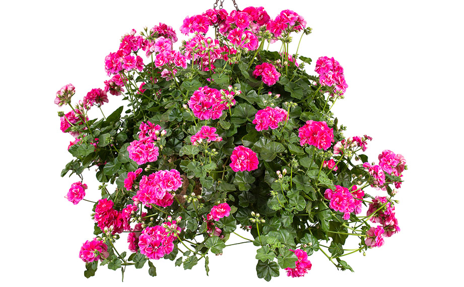 アイビーゼラニウム　シビル<