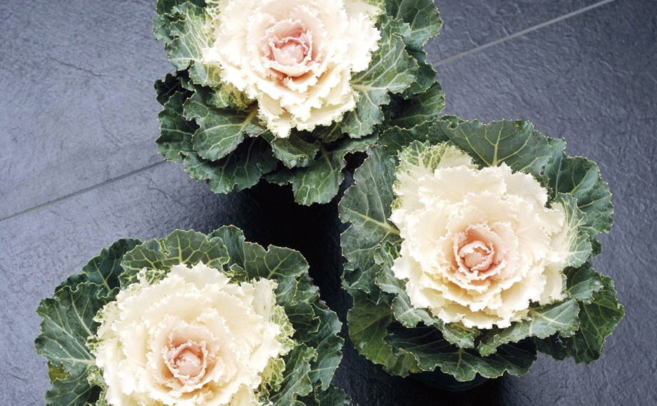 ハボタン F1　つぐみ系<