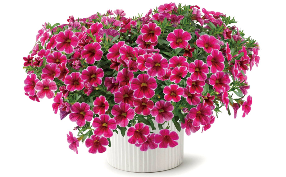 カリブラコア　コリブリ シリーズ<