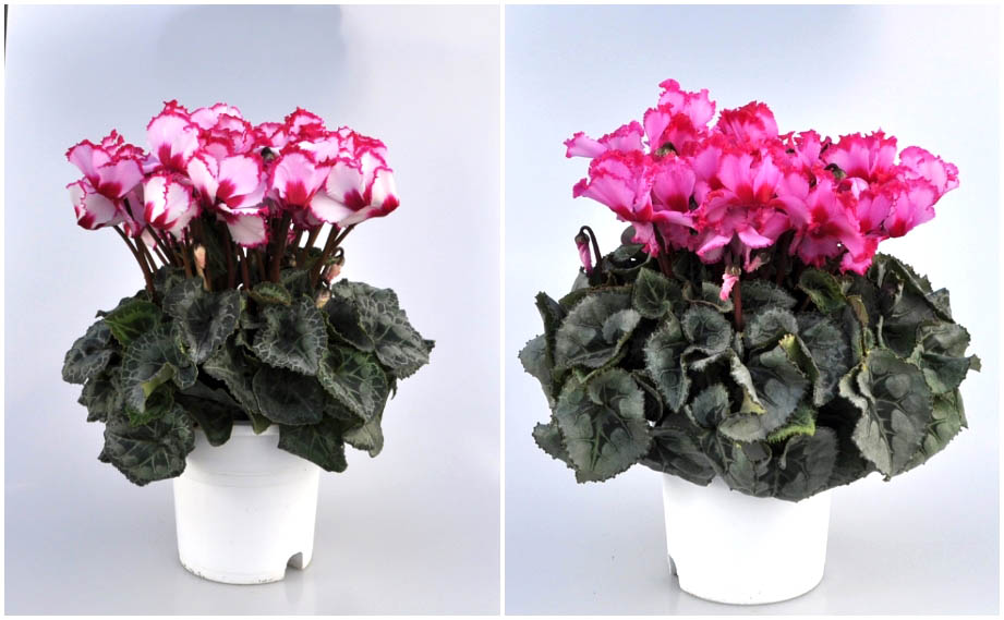 シクラメン　イッセイ ビクトリア シリーズ<