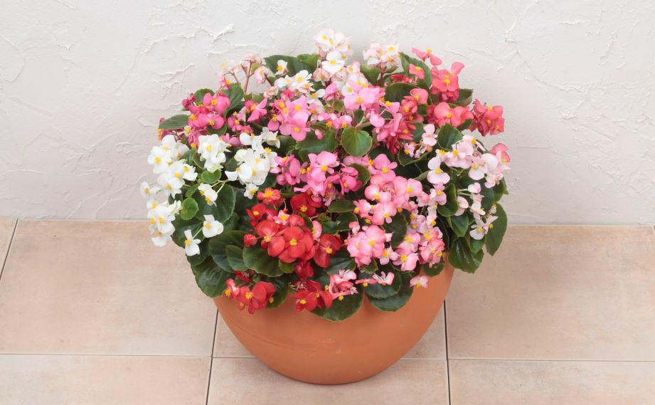 ベゴニア センパフローレンス F1　アンバサダー シリーズ<