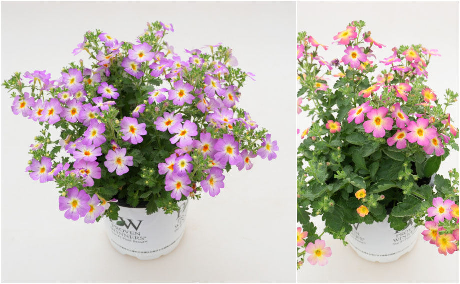 ジャメスブリテニア　サファリ シリーズ<