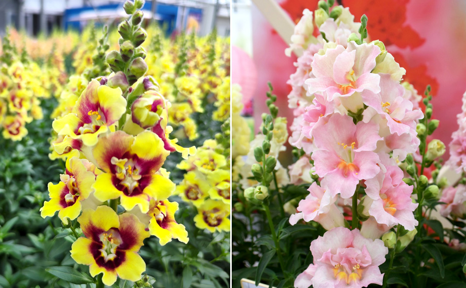 キンギョソウ F1　ダブルショット シリーズ<