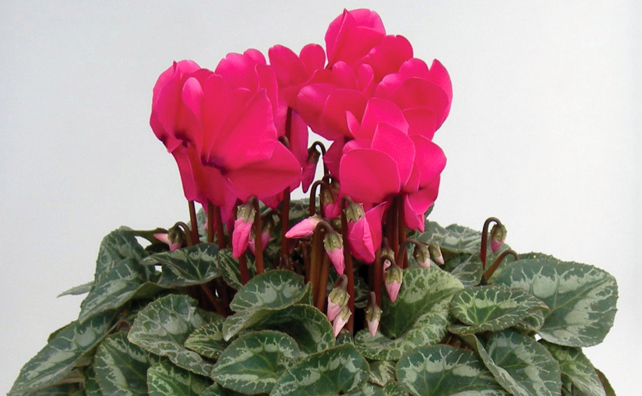 シクラメン　松尾パステル シリーズ<