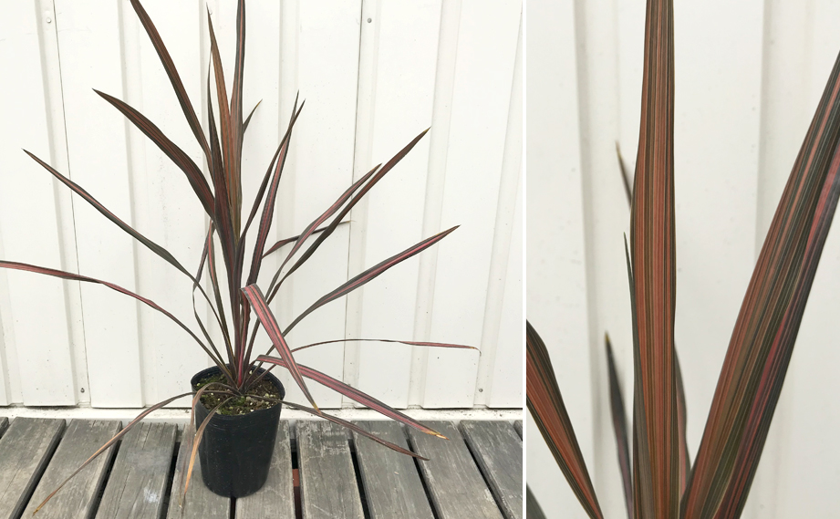 コルジリネ オーストラリス　コーヒークラシック<