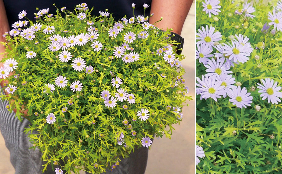 ブラキカム　ゴールドマット<