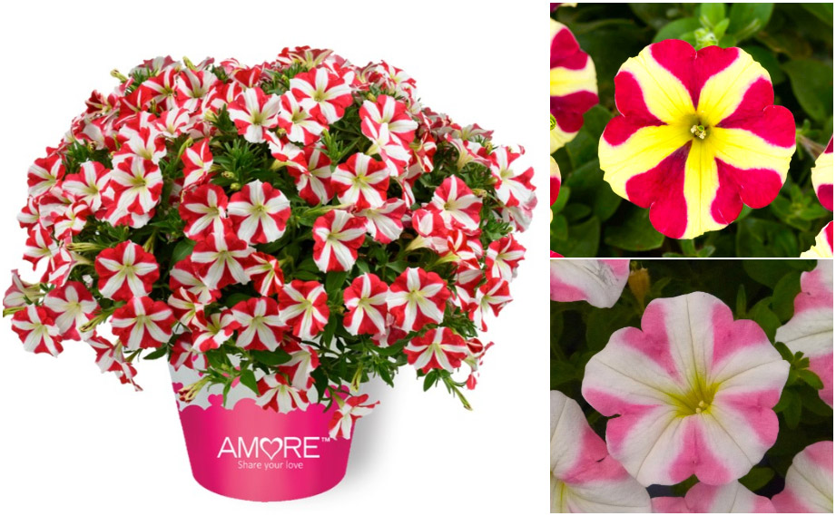 ペチュニア　アモーレ<