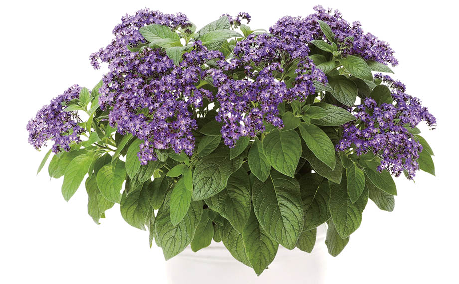 ヘリオトロープ　ブライドブルー<