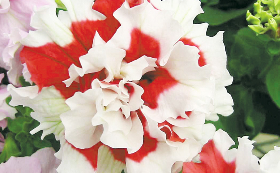 ペチュニア F1　ピロエッテ シリーズ<