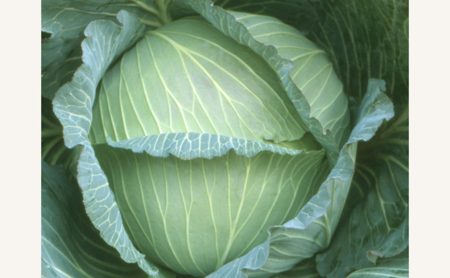 キャベツ　冬のぼり<