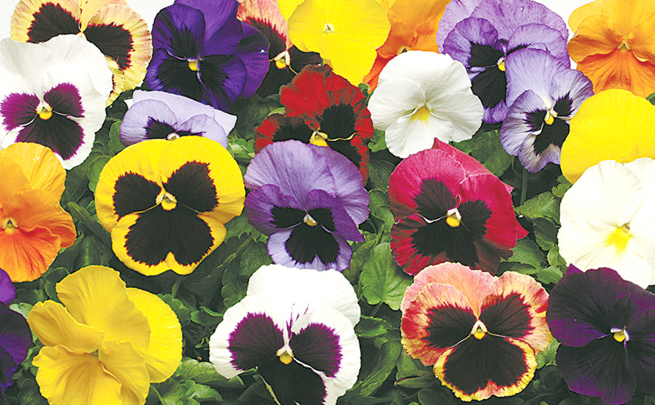 パンジー F1　マトリックス シリーズ<