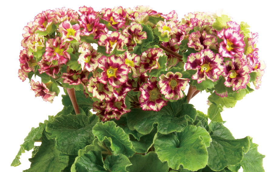 プリムラ オブコニカ　プリカント シリーズ<