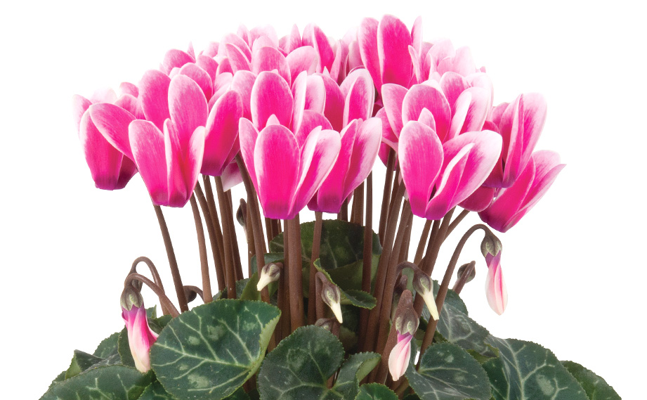 シクラメン F1　スーパーカリーニョ シリーズ<