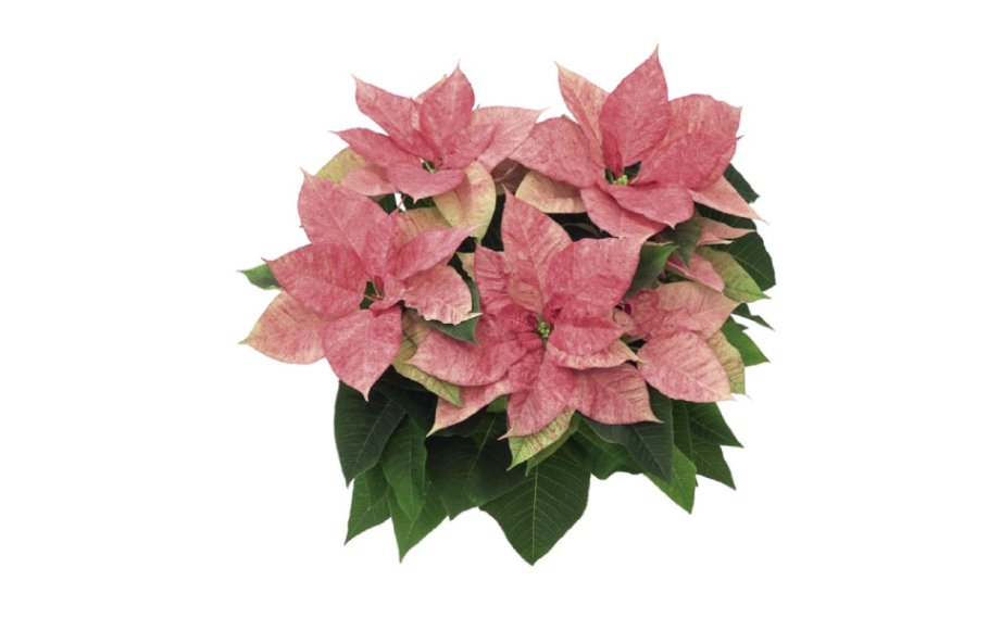 ポインセチア　クリスマス アクアレル<