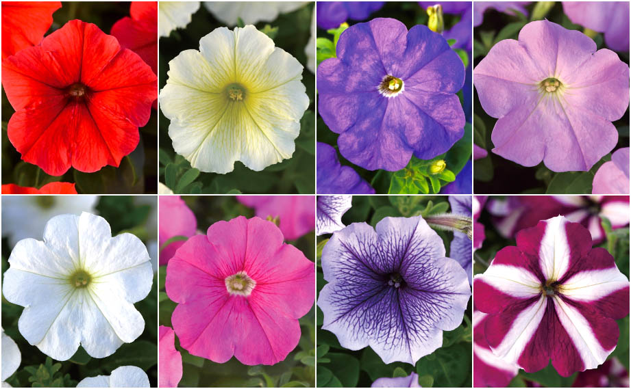 ペチュニア F1　ミラージュ シリーズ<