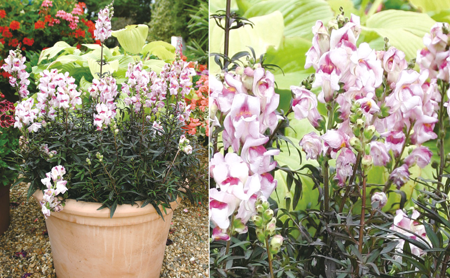 キンギョソウ　ブロンズドラゴン<