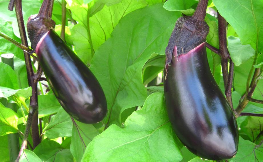 ナス　とげなし輝楽<