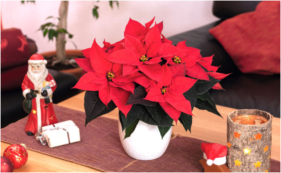 ポインセチア　フレイヤ ファミリー<