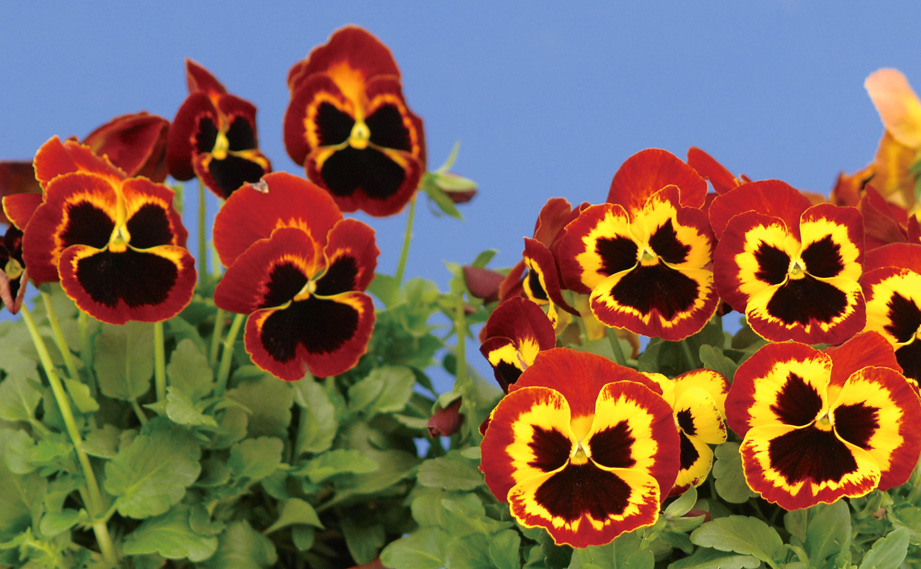 パンジー F1　デルタ シリーズ<