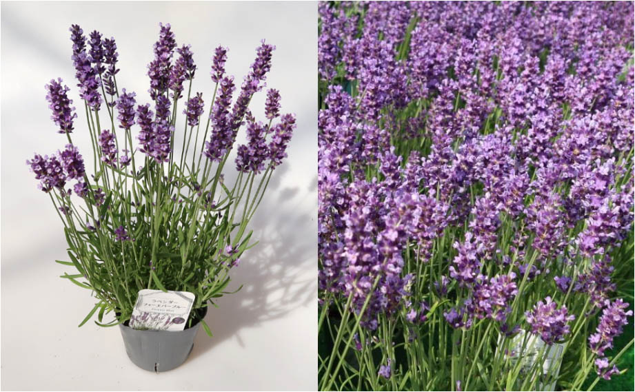 ラベンダー　フォーエバーブルー<