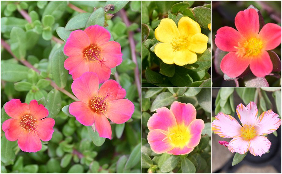 ポーチュラカ　ベーシック<