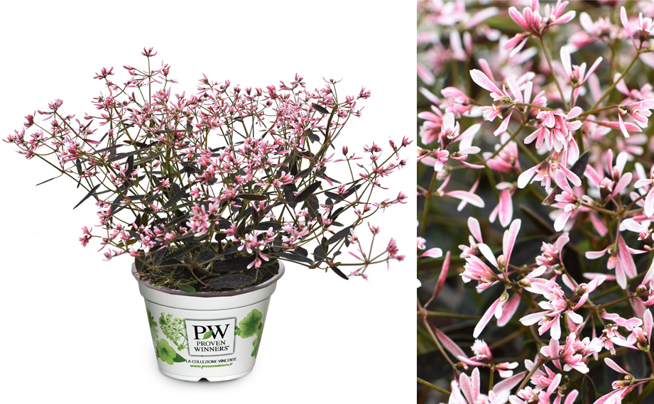 ユーフォルビア　ピンクフロスト<