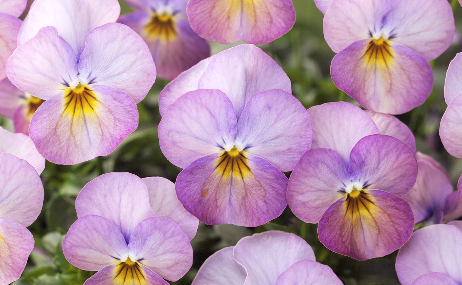 ビオラ F1　ビビ シリーズ<