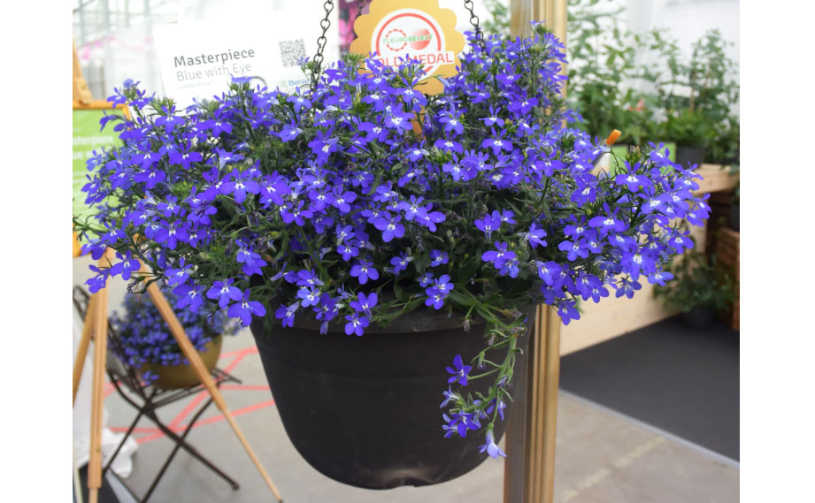 ロベリア F1　マスターピース<