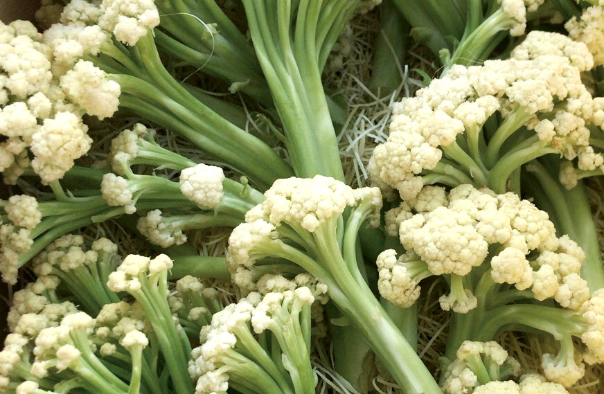 カリフラワー　カリフローレ60<