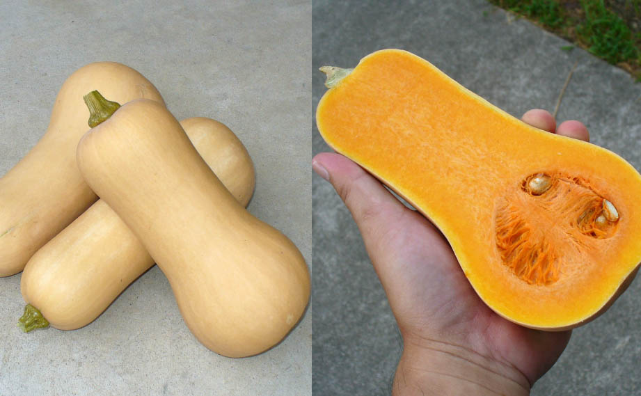 バターナッツ　すずなりバタ子さん<