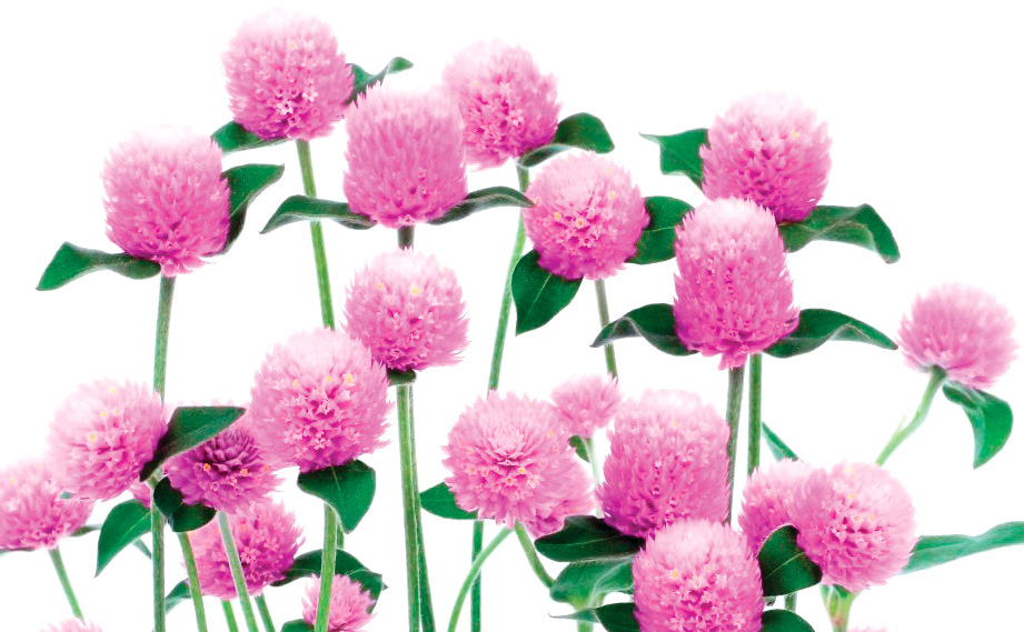 センニチコウ グロボーサ　ネオン シリーズ<