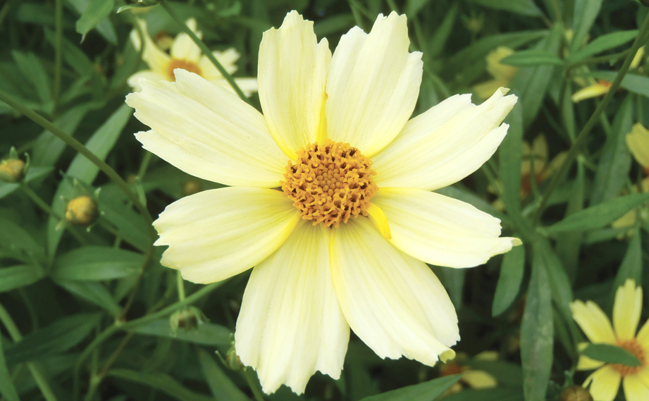 コレオプシス　フェアリー レモンイエロー<