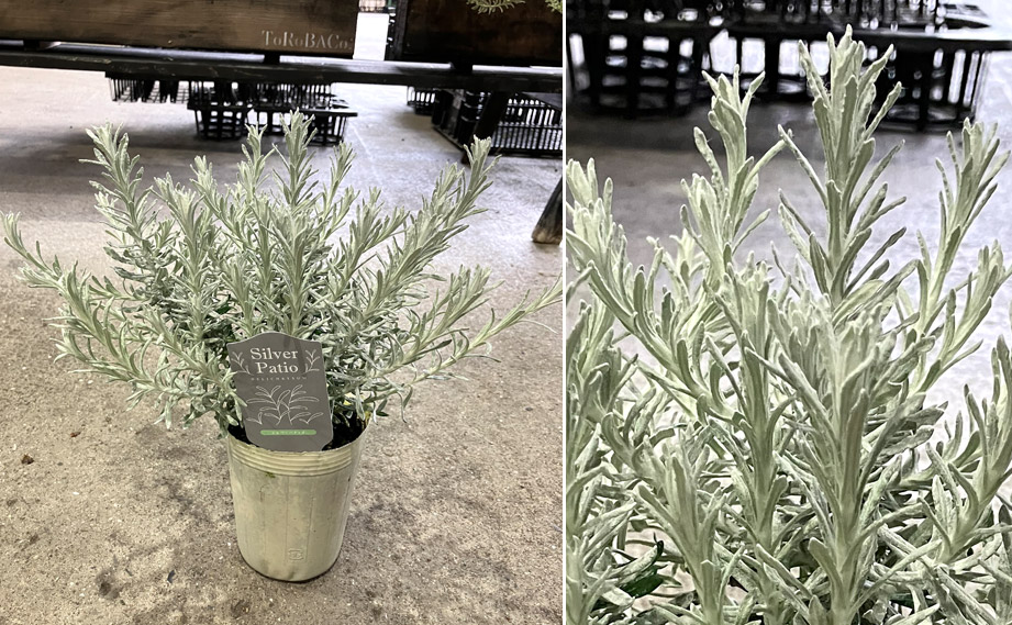 ヘリクリサム　シルバーパティオ<