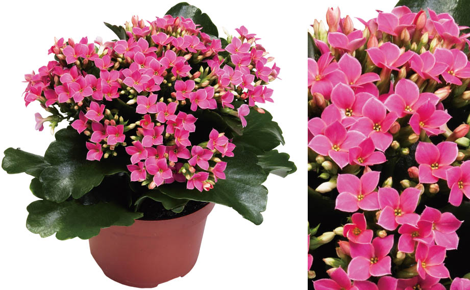 カランコエ　カランデイ<