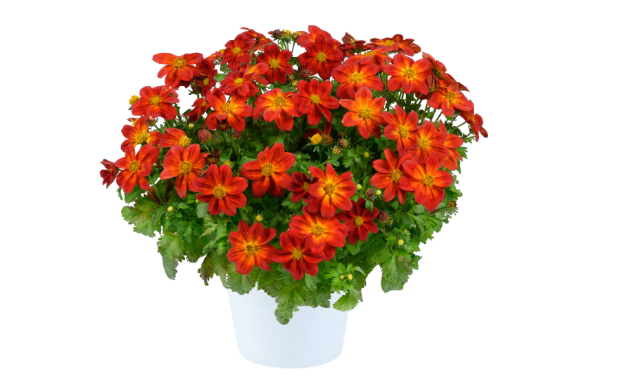 ビデンス　ブレイジング リングオブファイア<