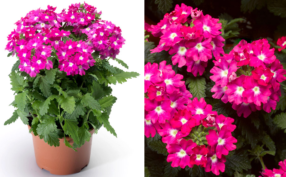 バーベナ　ラナイアップ<