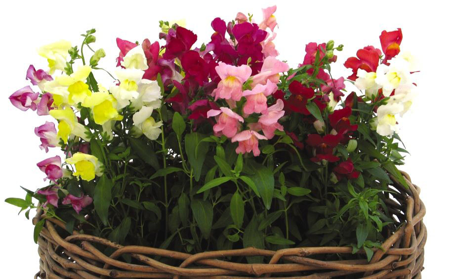 キンギョソウ F1　スナップショット シリーズ<