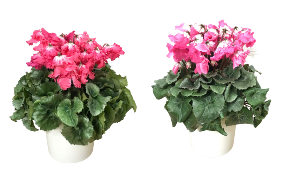 シクラメン　宴(うたげ)<