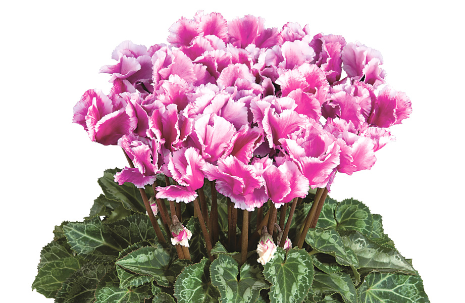 シクラメン F1　メティス アバニコ シリーズ<