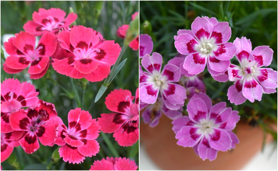 ダイアンサス　フルーリアムール<